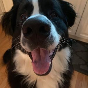 Meet your Posher, Sadie